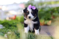 Florence, a female Toy Australian Shepherd for sale in Millersburg, OH – 4 of 6