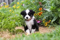 Elliot, a male Toy Australian Shepherd for sale in Millersburg, OH – 6 of 8