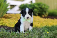 Charles, a male Toy Australian Shepherd for sale in Millersburg, OH – 9 of 10