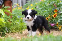 Elliot, a male Toy Australian Shepherd for sale in Millersburg, OH – 5 of 8