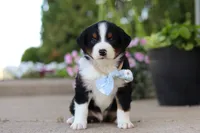 Frankie, a male Miniature Australian Shepherd for sale in Millersburg, OH – 6 of 10