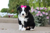 Eliza, a female Miniature Australian Shepherd for sale in Millersburg, OH – 2 of 10