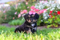 Maple, a female Miniature Aussiedoodle for sale in Millersburg, OH – 3 of 9