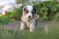 Hugo, a male Toy Australian Shepherd for sale in Millersburg, OH – 2 of 10