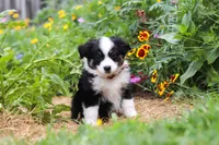 Elliot, a male Toy Australian Shepherd for sale in Millersburg, OH – 2 of 8
