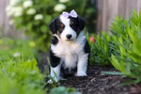 Violet, a female Miniature Australian Shepherd for sale in Millersburg, OH – 6 of 7