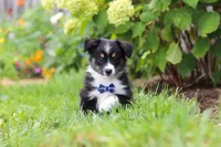 Logan, a male Toy Australian Shepherd for sale in Millersburg, OH – 2 of 6