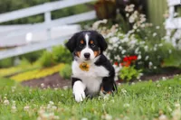 Frankie, a male Miniature Australian Shepherd for sale in Millersburg, OH – 3 of 6
