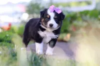 Florence, a female Toy Australian Shepherd for sale in Millersburg, OH – 2 of 6