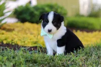 Charles, a male Toy Australian Shepherd for sale in Millersburg, OH – 6 of 10