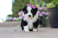 Rory, a female Toy Australian Shepherd for sale in Millersburg, OH – 7 of 8
