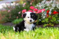Hunter, a male Miniature Aussiedoodle for sale in Millersburg, OH – 2 of 8