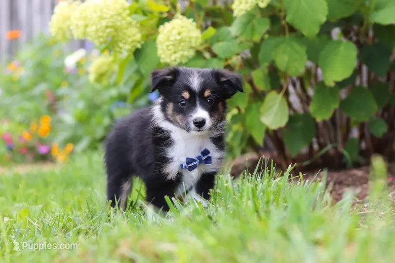 Logan – Toy Australian Shepherd puppy for sale in Millersburg, OH