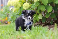 Logan, a male Toy Australian Shepherd for sale in Millersburg, OH – 1 of 6