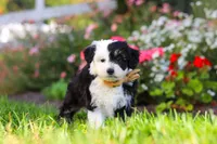 Hunter, a male Miniature Aussiedoodle for sale in Millersburg, OH – 5 of 8