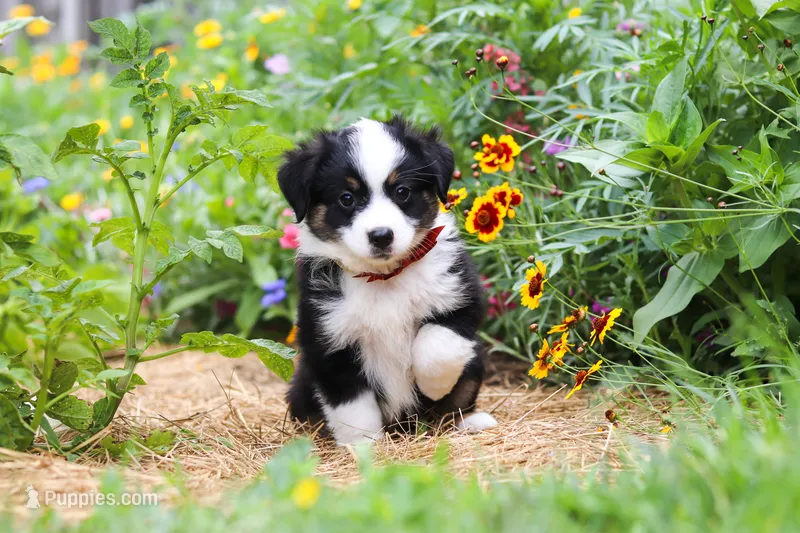 Elliot – Toy Australian Shepherd puppy for sale in Millersburg, OH