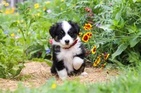Elliot, a male Toy Australian Shepherd for sale in Millersburg, OH – 1 of 8