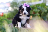 Florence, a female Toy Australian Shepherd for sale in Millersburg, OH – 5 of 6
