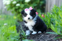 Jasmine, a female Miniature Australian Shepherd for sale in Millersburg, OH – 3 of 6