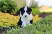 Charles, a male Toy Australian Shepherd for sale in Millersburg, OH – 2 of 10