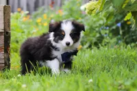 Dylan, a male Toy Australian Shepherd for sale in Millersburg, OH – 5 of 7
