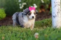 Daisy, a female Miniature Australian Shepherd for sale in Millersburg, OH – 7 of 9