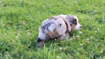 Daisy, a female Miniature Australian Shepherd for sale in Millersburg, OH – 9 of 9