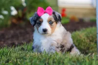Daisy, a female Miniature Australian Shepherd for sale in Millersburg, OH – 3 of 9