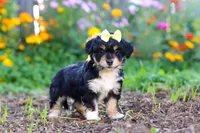 Pumpkin, a female Miniature Aussiedoodle for sale in Millersburg, OH – 2 of 7