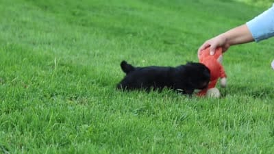 Maple, a female Miniature Aussiedoodle for sale in Millersburg, OH – 9 of 9