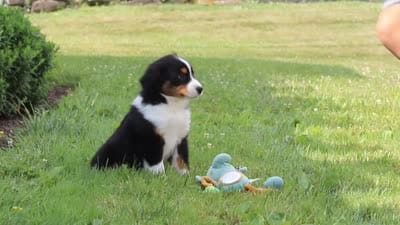 Frankie, a male Miniature Australian Shepherd for sale in Millersburg, OH – 6 of 6