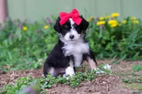 Bella, a female Miniature Aussiedoodle for sale in Millersburg, OH – Photo 5 of 5