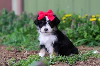 Bella, a female Miniature Aussiedoodle for sale in Millersburg, OH – Photo 3 of 5