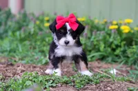 Bella, a female Miniature Aussiedoodle for sale in Millersburg, OH – Photo 4 of 5