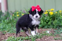 Bella, a female Miniature Aussiedoodle for sale in Millersburg, OH – Photo 2 of 5