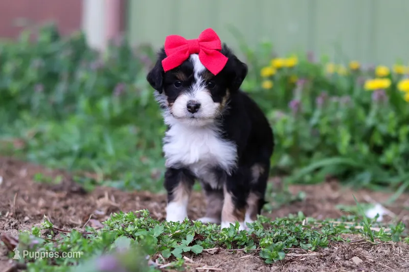 Bella – Miniature Aussiedoodle puppy for sale in Millersburg, OH