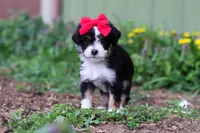 Bella, a female Miniature Aussiedoodle for sale in Millersburg, OH – Photo 1 of 5