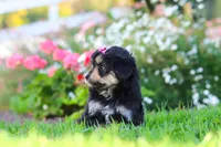 Autumn, a female Miniature Aussiedoodle for sale in Millersburg, OH – 5 of 8