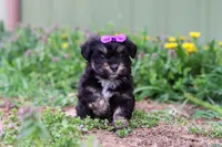 Hazel, a female Miniature Aussiedoodle for sale in Millersburg, OH – Photo 3 of 4