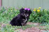 Hazel, a female Miniature Aussiedoodle for sale in Millersburg, OH – Photo 4 of 4