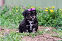 Hazel, a female Miniature Aussiedoodle for sale in Millersburg, OH – Photo 1 of 4