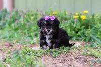 Hazel, a female Miniature Aussiedoodle for sale in Millersburg, OH – Photo 2 of 4