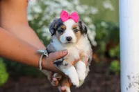 Daisy, a female Miniature Australian Shepherd for sale in Millersburg, OH – 6 of 9