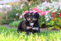 Maple, a female Miniature Aussiedoodle for sale in Millersburg, OH – 4 of 9