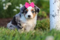 Daisy, a female Miniature Australian Shepherd for sale in Millersburg, OH – 8 of 9