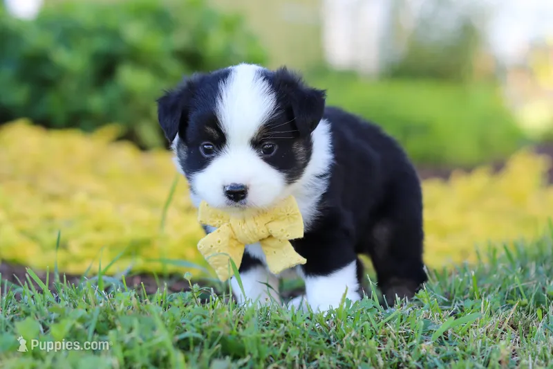 Elliot – Toy Australian Shepherd puppy for sale in Millersburg, OH