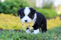 Elliot, a male Toy Australian Shepherd for sale in Millersburg, OH – 1 of 8