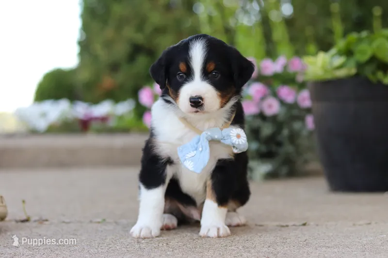 Frankie – Miniature Australian Shepherd puppy for sale in Millersburg, OH