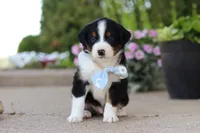 Frankie, a male Miniature Australian Shepherd for sale in Millersburg, OH – 1 of 10