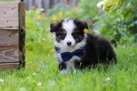 Dylan, a male Toy Australian Shepherd for sale in Millersburg, OH – 2 of 7